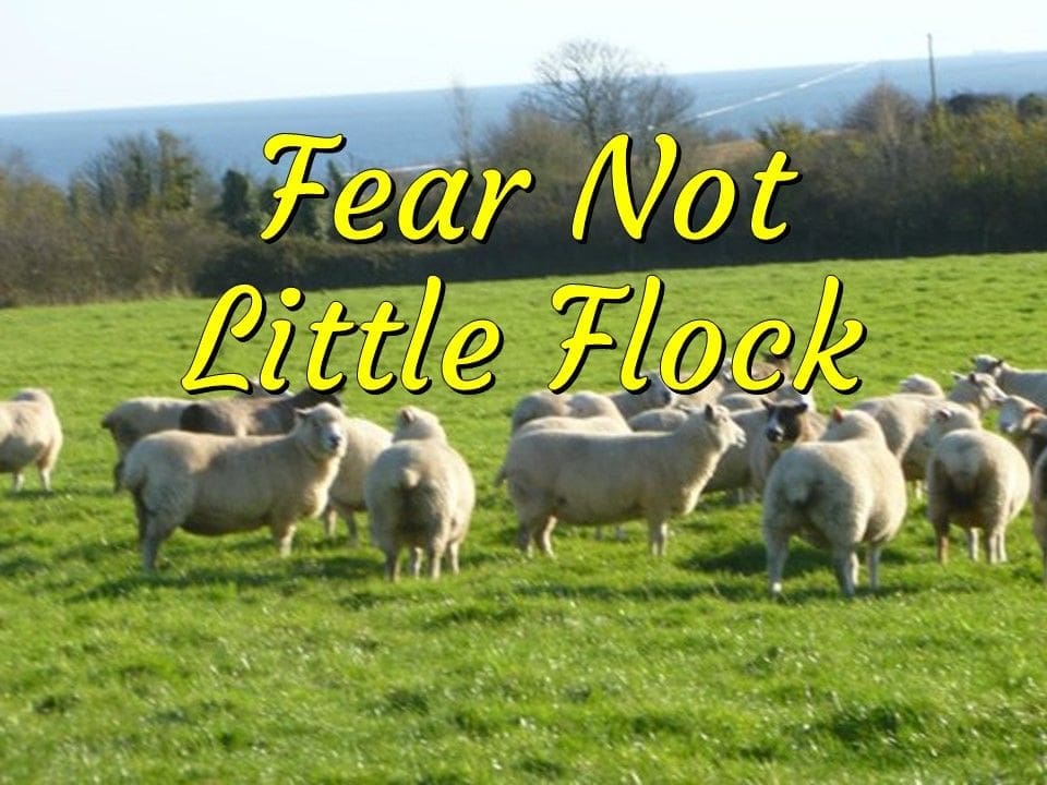 Fear Not Little Flock